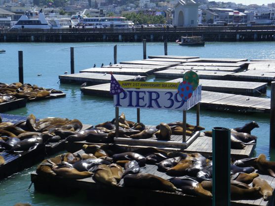 otaries pier 39