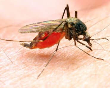 malaria moustique