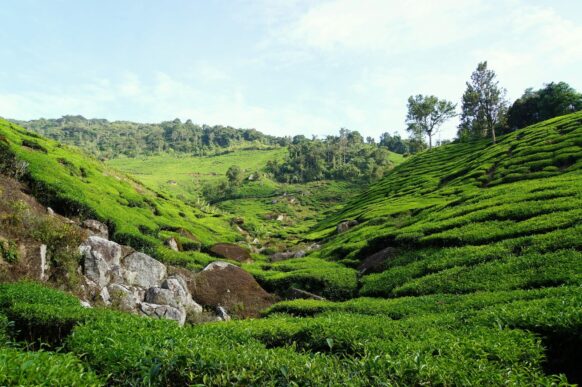 Plantation de thé Malaisie Cameron Highlands
