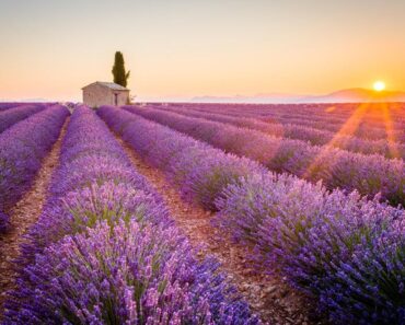 Visiter les champs de lavande