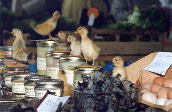 mont de marsan marché de Saint-Roch