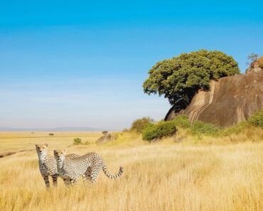 plaines sauvages de la Tanzanie